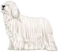 White Komondor