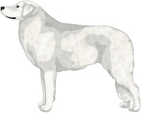 White Kuvasz