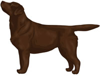 Chocolate Labrador Retriever