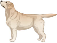 Yellow Labrador Retriever