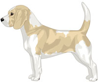 Lemon & White Beagle