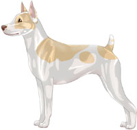 Lemon & White Rat Terrier