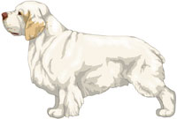 White and Lemon Clumber Spaniel