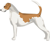 Lemon and White English Foxhound