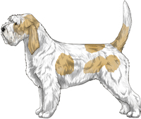 White & Lemon Grand Basset Griffon Vendéen