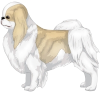 Lemon & White Japanese Chin