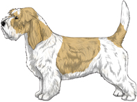 White & Lemon Petit Basset Griffon Vendeen