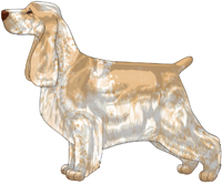 Lemon Roan English Cocker Spaniel