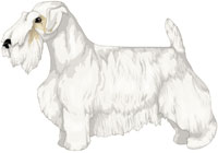 White with Lemon Markings Sealyham Terrier