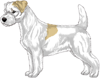 Lemon and White Rough Coat Jack Russell Terrier