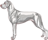 Lethal White Harlequin Great Dane