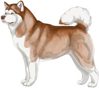 Red and White Alaskan Malamute