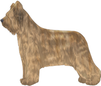 Light Tawny Briard