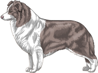 Lilac and White Border Collie