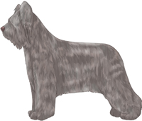 Lilac Briard