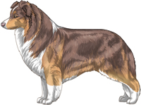 Lilac sable and white Border Collie