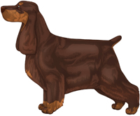 Liver and Tan English Cocker Spaniel