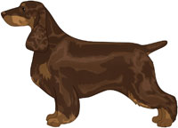 Liver and Tan Field Spaniel