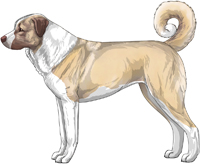 Liver and White Anatolian Shepherd