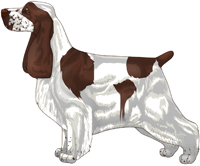 Liver and White English Cocker Spaniel