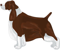 Liver & White English Springer Spaniel