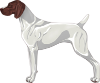 Liver & White German Shorthaired Pointer