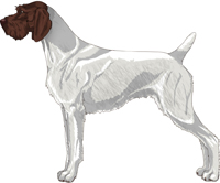 Liver and White German Wirehaired Pointer