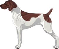 Liver & White Patched German Shorthaired Pointer