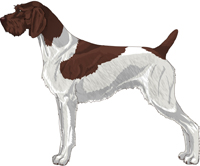 Liver and White - Patched German Wirehaired Pointer