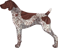 Liver & White Patched & Ticked German Shorthaired Pointer