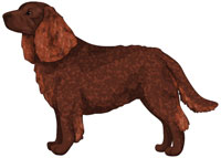 Liver American Water Spaniel