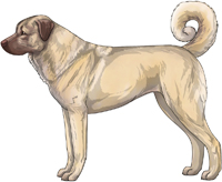 Liver Anatolian Shepherd