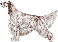 Liver Belton English Setter