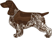 Liver Bi Field Spaniel