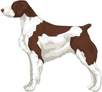Liver and White Brittany
