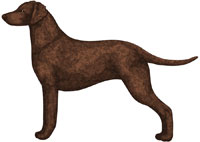 Liver Curly-Coated Retriever