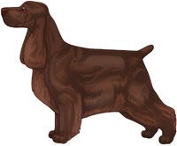 Liver English Cocker Spaniel