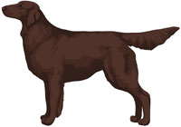 Liver Flat-Coated Retriever