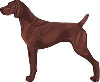 Liver German Shorthaired Pointer