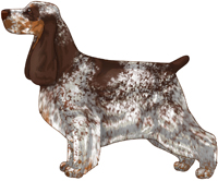 Liver Roan and Tan English Cocker Spaniel