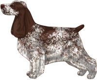 Liver Roan English Cocker Spaniel