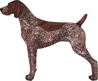 Liver Roan German Shorthaired Pointer