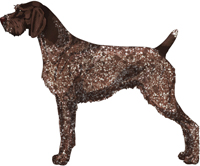 Liver Roan German Wirehaired Pointer
