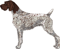 Liver and White - Ticked German Wirehaired Pointer