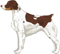 Liver Tri-Color Brittany