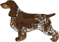 Liver Tri Field Spaniel