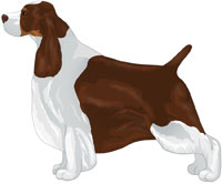 Liver Tricolor English Springer Spaniel