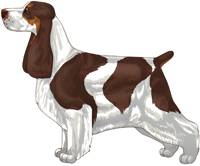 Liver White and Tan English Cocker Spaniel