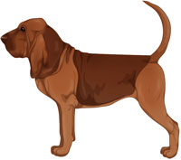 Liver and Tan Bloodhound