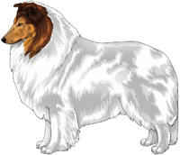 Mahogany Head White Rough Collie